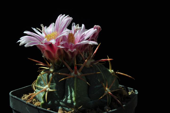 Ferocactus macrodiscus 