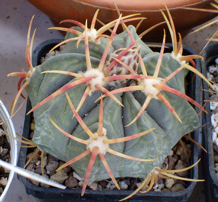 Ferocactus macrodiscus 