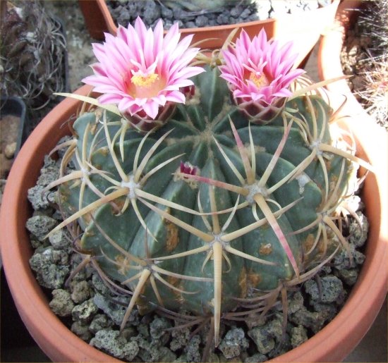 Ferocactus macrodiscus 