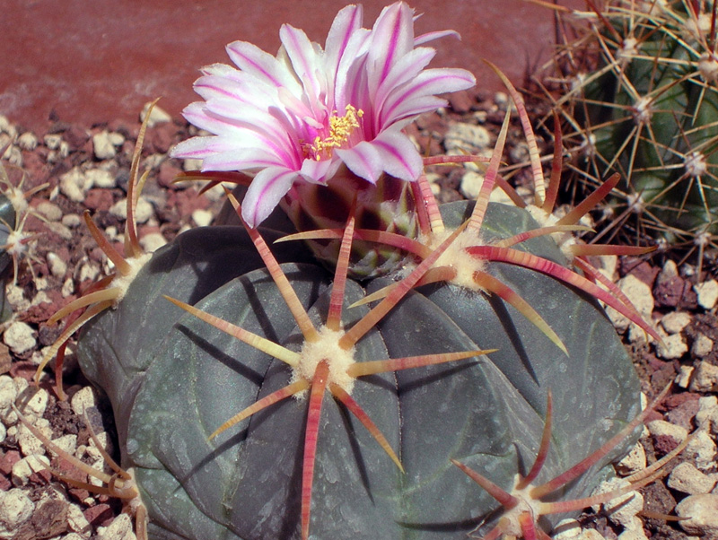 Ferocactus macrodiscus 