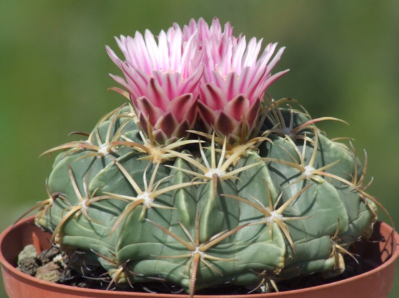 Ferocactus macrodiscus 