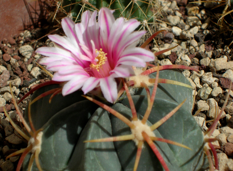 Ferocactus macrodiscus 