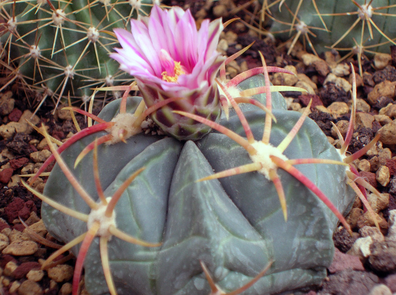 Ferocactus macrodiscus 