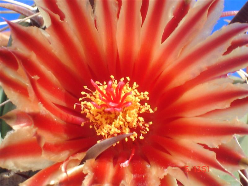 Ferocactus peninsulae 