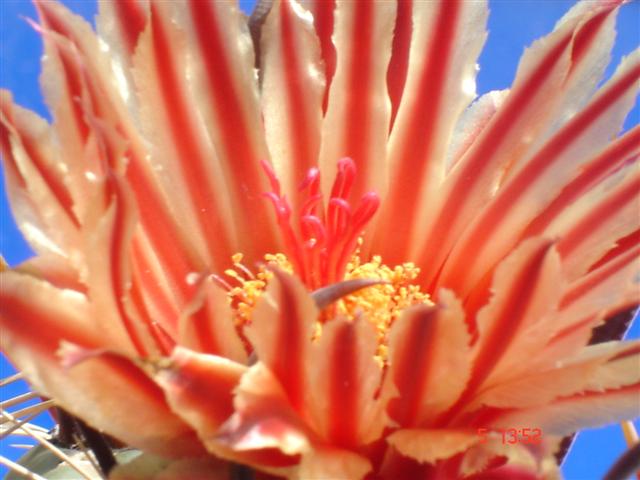 Ferocactus peninsulae 