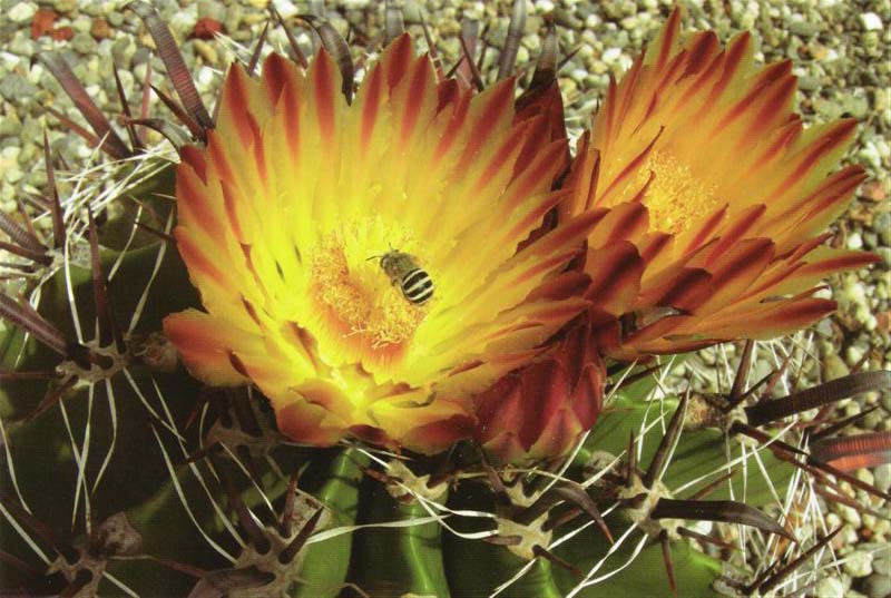 Ferocactus peninsulae 