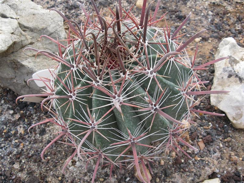 Ferocactus peninsulae 