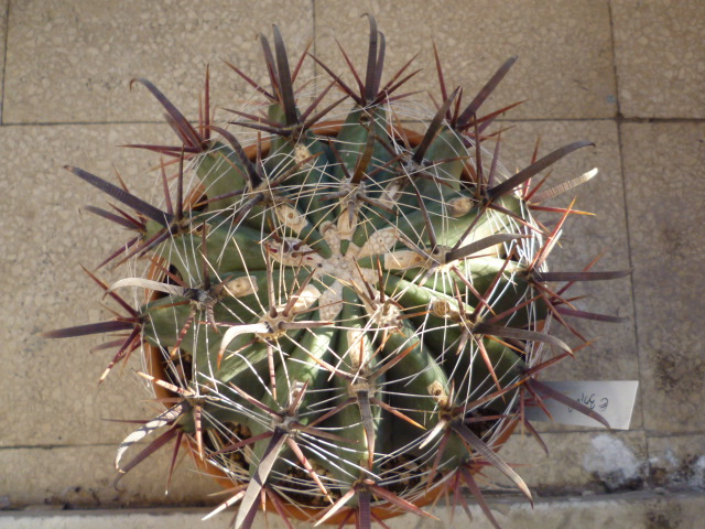 Ferocactus peninsulae ssp. townsendianus 