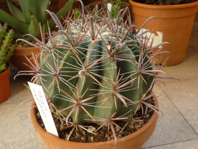 Ferocactus peninsulae ssp. townsendianus 