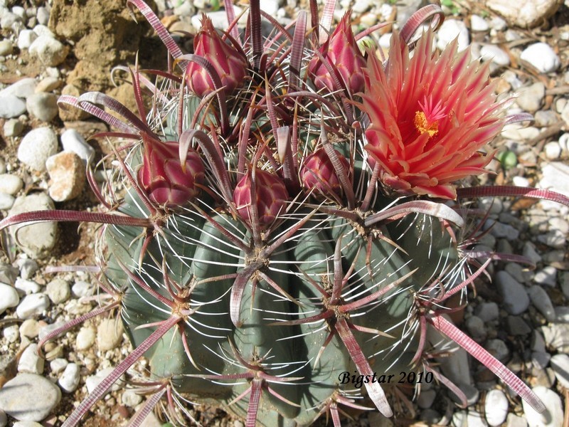 Ferocactus peninsulae v. townsendianus 