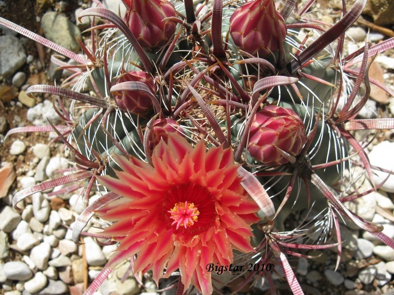 Ferocactus peninsulae v. townsendianus 