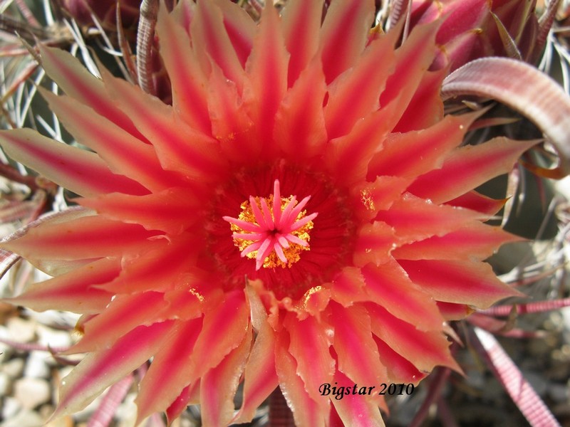 Ferocactus peninsulae v. townsendianus 