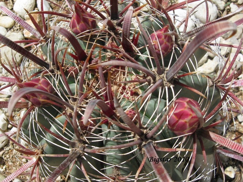 Ferocactus peninsulae ssp. townsendianus 