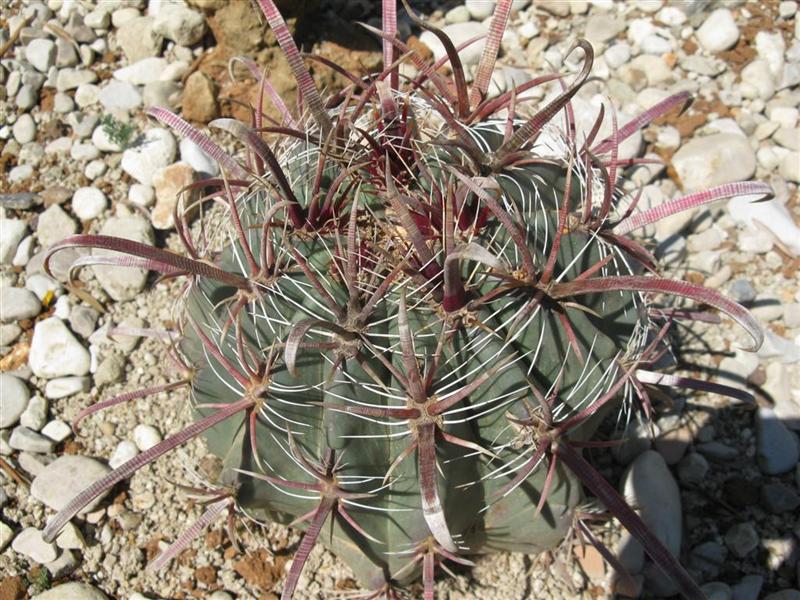 Ferocactus peninsulae v. townsendianus 