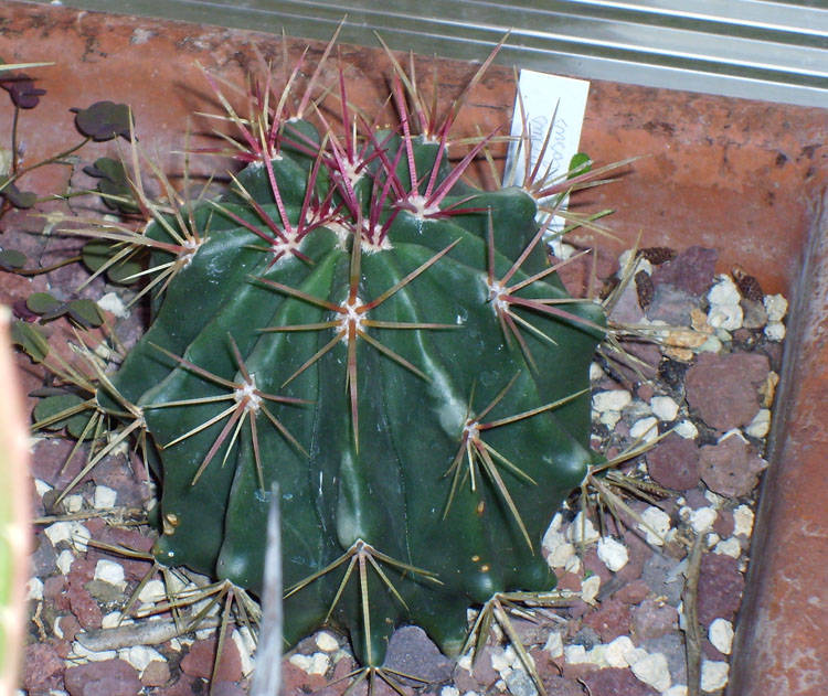 Ferocactus stainesii 