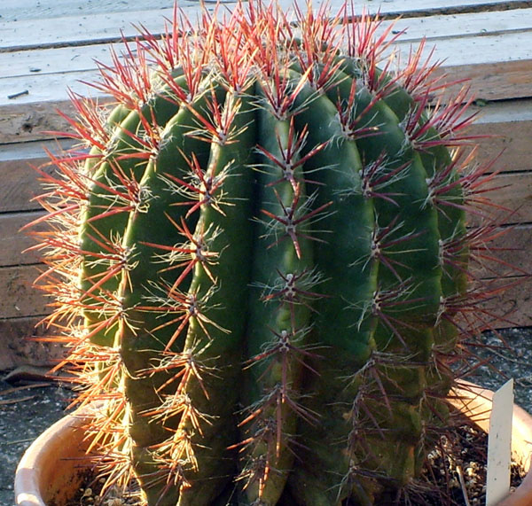 Ferocactus stainesii 