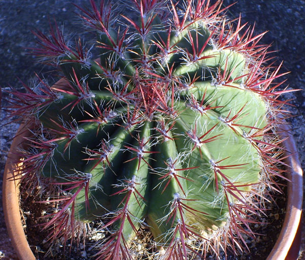 Ferocactus stainesii 