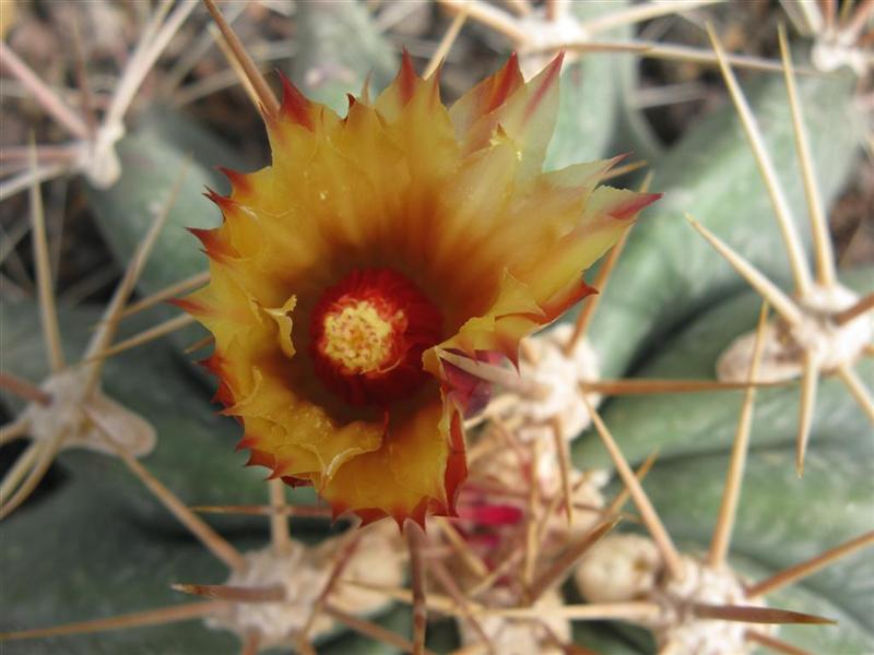 Ferocactus pottsii 