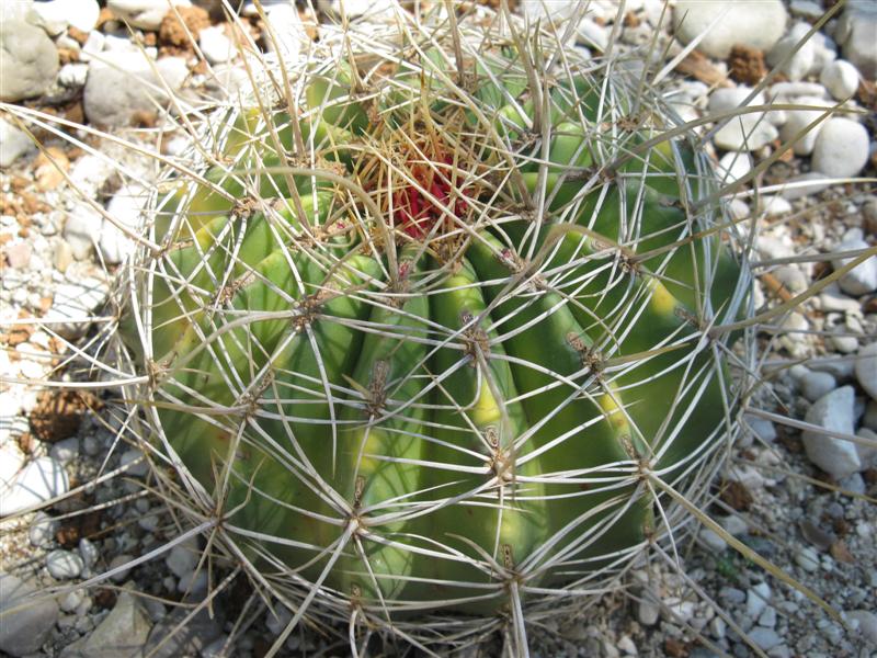 Ferocactus alamosanus 