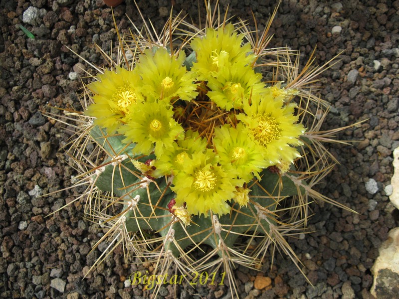 ferocactus pottsii v. alamosanus