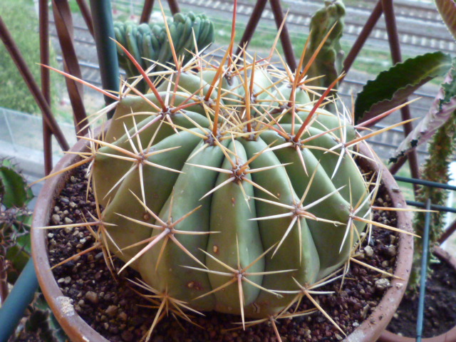 Ferocactus pottsii???? 