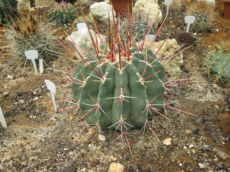 Ferocactus rectispinus 