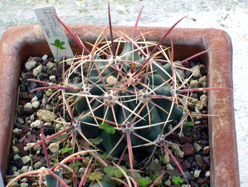 Ferocactus rectispinus SB 1700