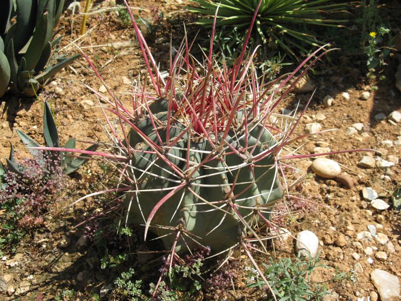 Ferocactus rectispinus SB 1700