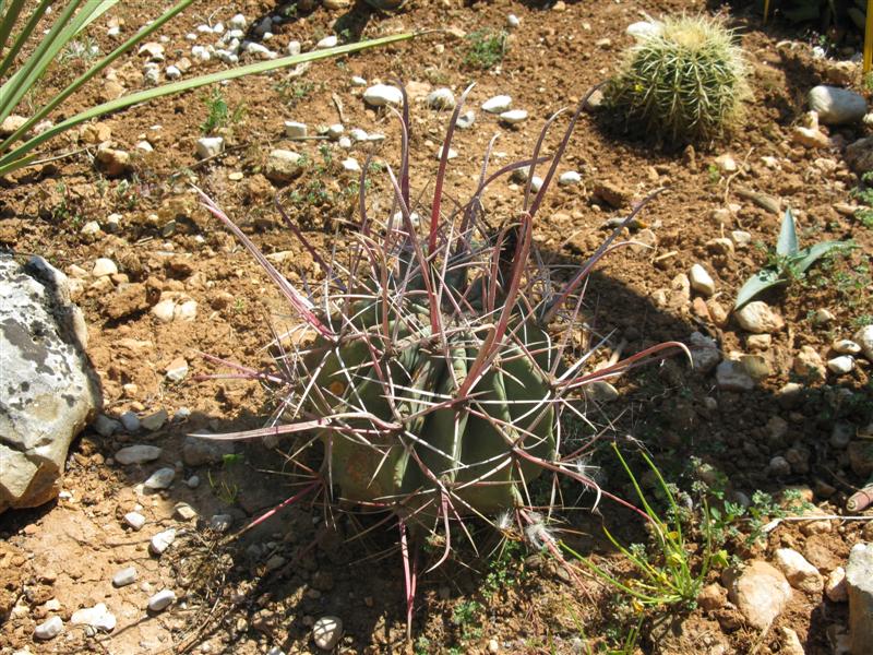 Ferocactus rectispinus SB 1700