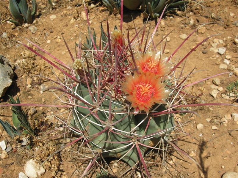 Ferocactus rectispinus SB 1700