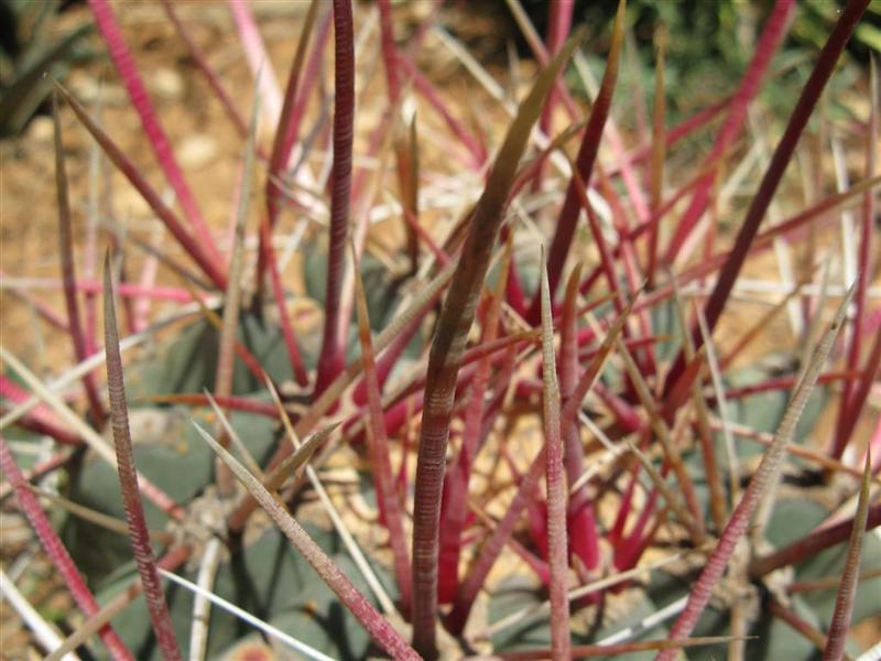 Ferocactus rectispinus 