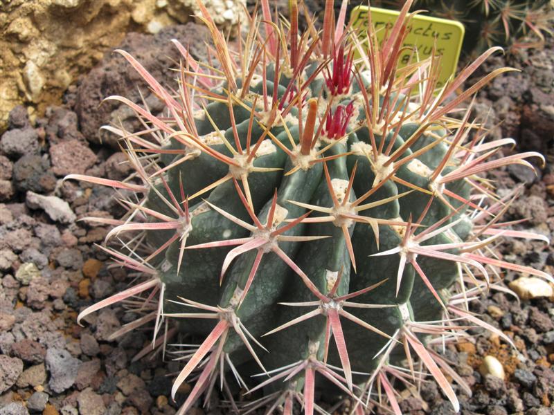 Ferocactus recurvus AFR 8