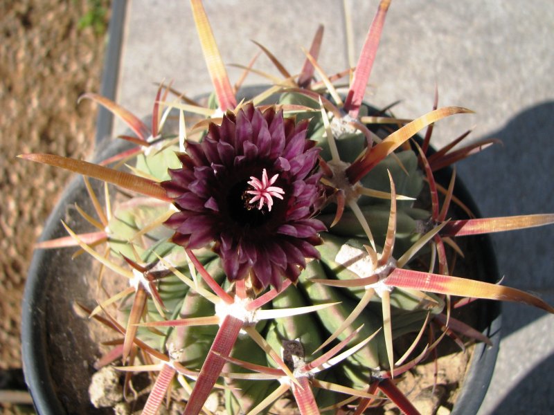 Ferocactus recurvus ssp. greenwoodii 