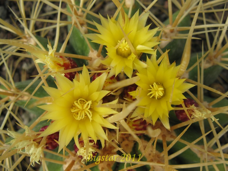 Ferocactus reppenhagenii 