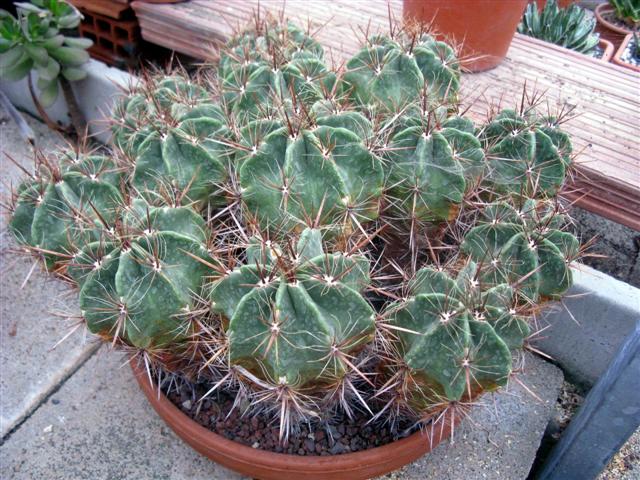 Ferocactus robustus 