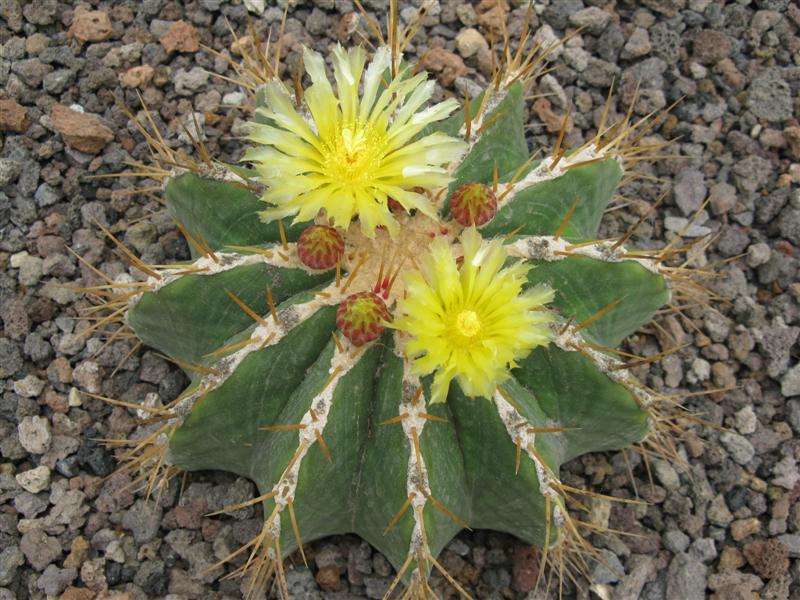 Ferocactus schwarzii 