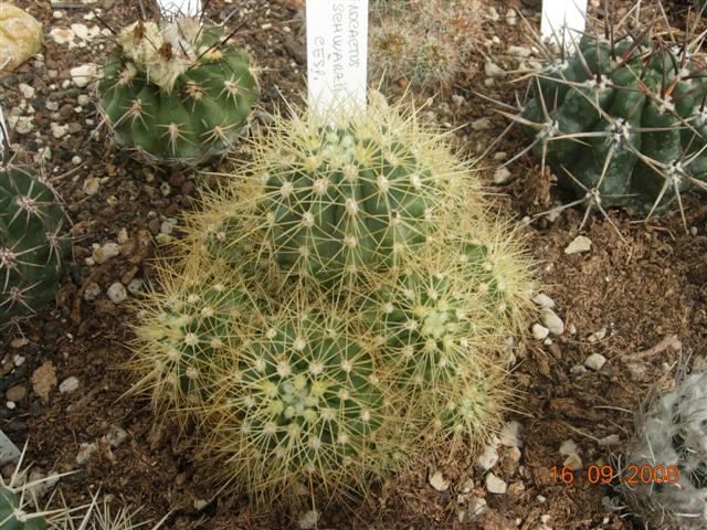 Ferocactus schwarzii 