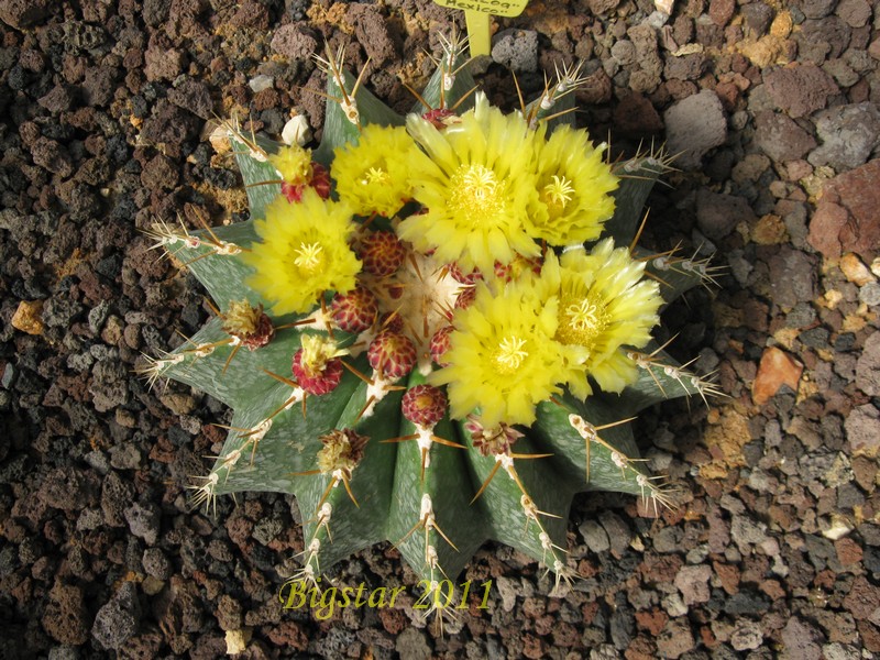 Ferocactus schwarzii 