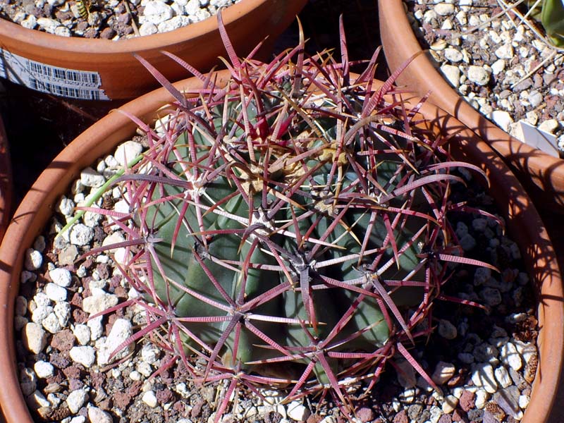 Ferocactus gracilis ssp. gatesii 