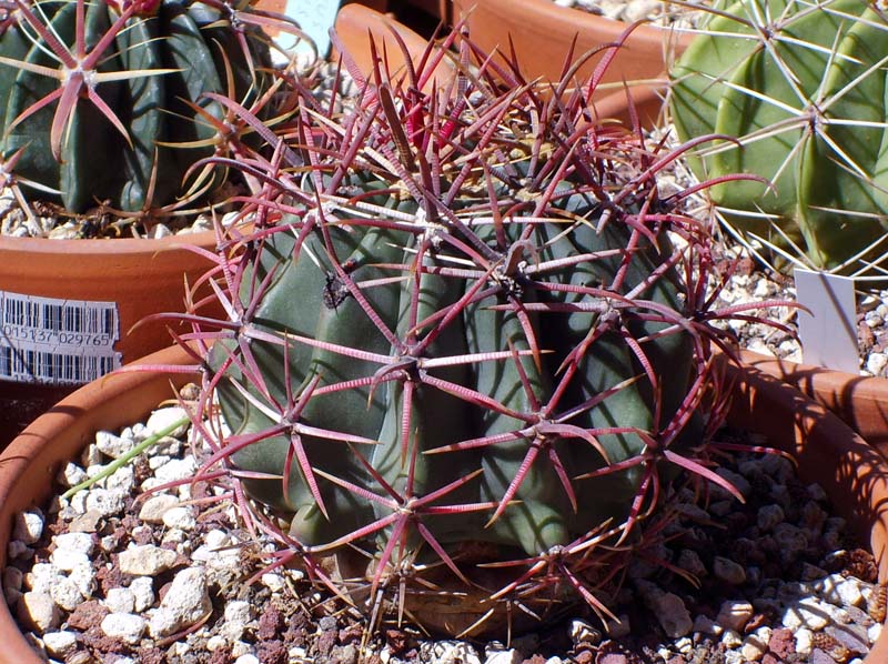 Ferocactus gracilis ssp. gatesii 
