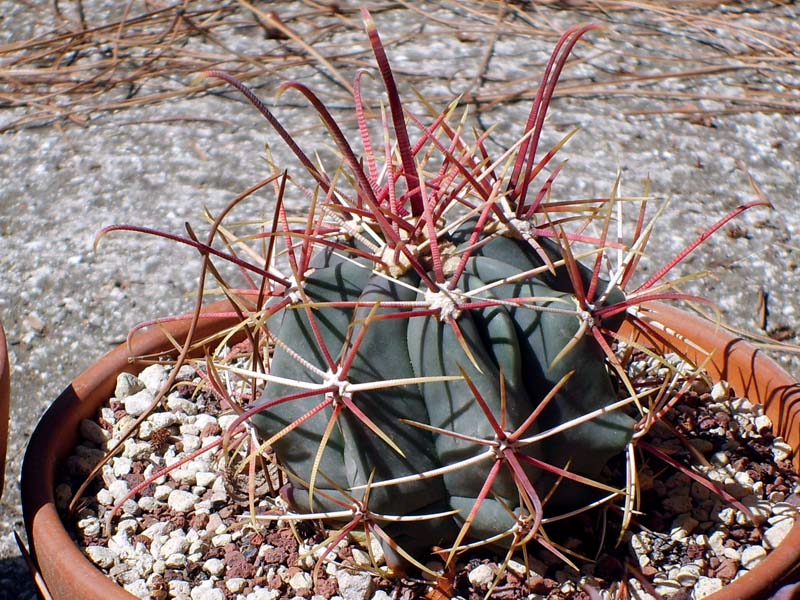 Ferocactus gracilis ssp. coloratus 
