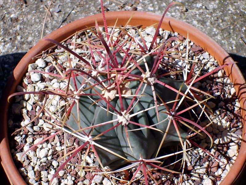 Ferocactus gracilis ssp. coloratus 