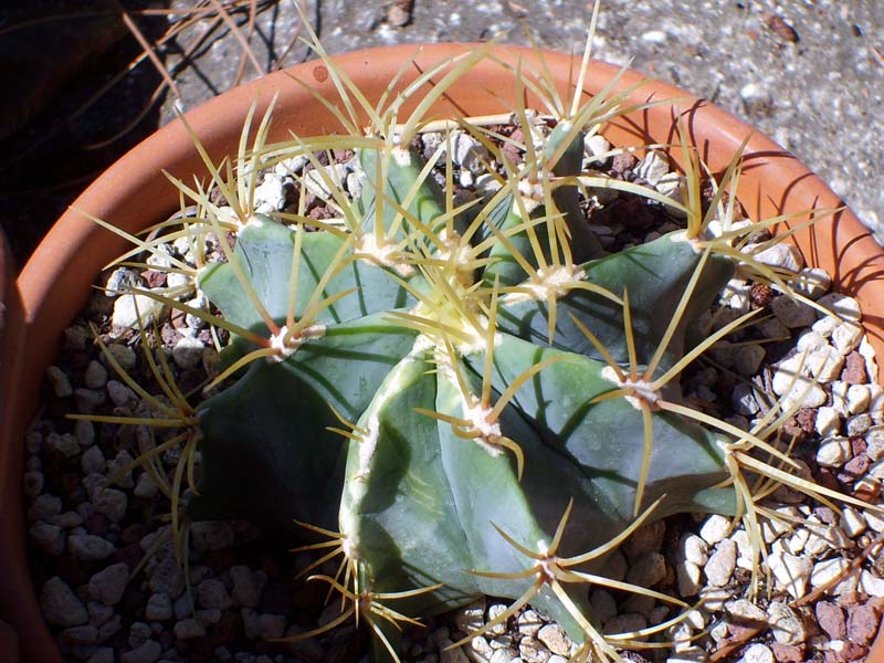 Ferocactus glaucescens 