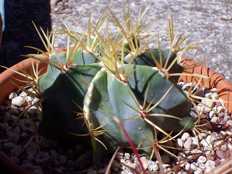 Ferocactus glaucescens 