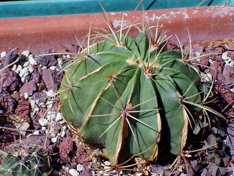 Ferocactus histrix 