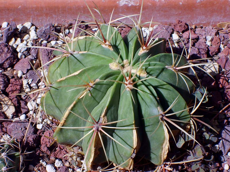 Ferocactus histrix 