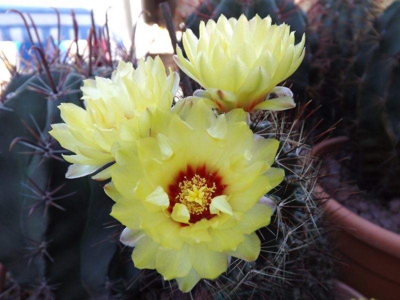 Ferocactus setispinus 