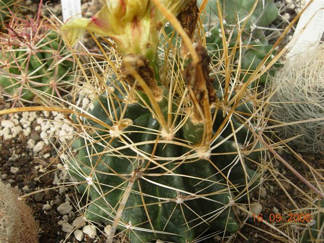 Ferocactus hamatacanthus v. sinuatus 