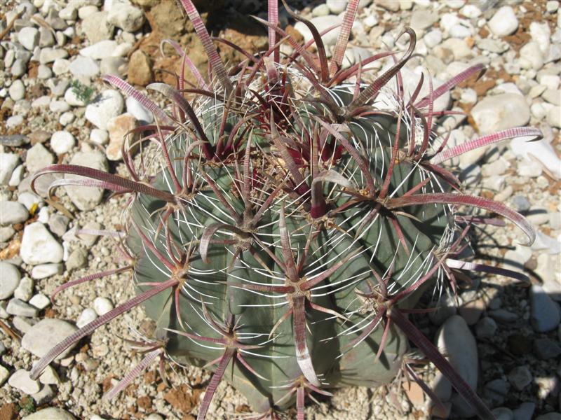 Ferocactus sp. 