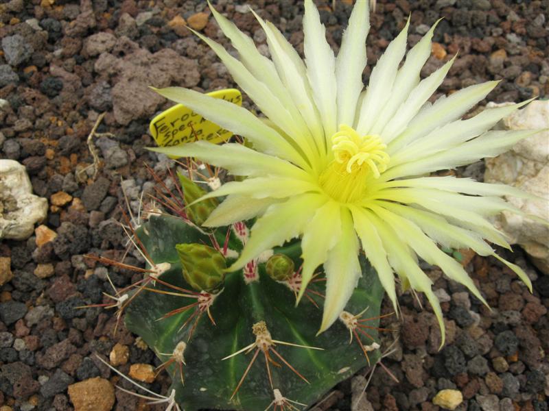 Ferocactus spec. nova 